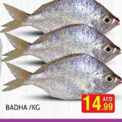 الأسماك الطازجة in هايبرماركت النخيل محيصنة, UAE Offers - الإمارات العربية المتحدة available at هايبرماركت النخيل محيصنة in الإمارات العربية المتحدة , الامارات - دبي