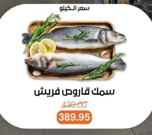 Fresh Fish in Beit El Gomla, Egypt Offers - Egypt available at Beit El Gomla in Egypt - Cairo
