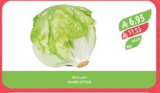 الخضروات الطازجة in المزرعة, المملكة العربية السعودية Offers - المملكة العربية السعودية Lettuce available at المزرعة in مملكة العربية السعودية, السعودية, سعودية - جازان