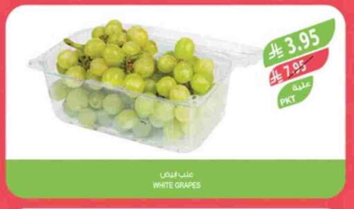Fresh Fruits in Farm , Saudi Arabia Offers - Saudi Arabia Grapes available at Farm in KSA, Saudi Arabia, Saudi - Dammam
