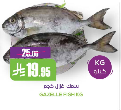 available at Sapt in KSA, Saudi Arabia, Saudi - Buraidah