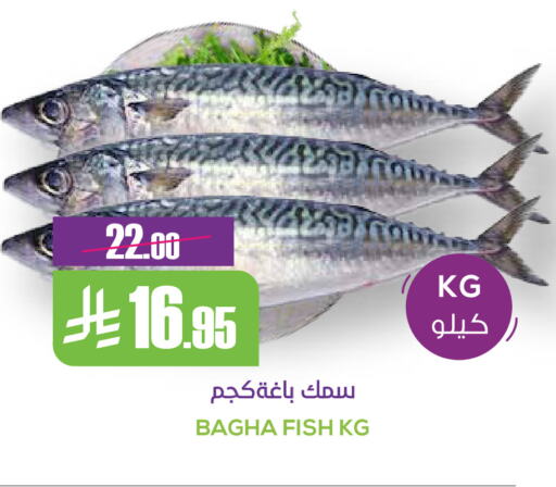 available at Sapt in KSA, Saudi Arabia, Saudi - Buraidah