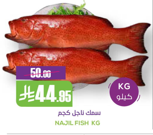 available at Sapt in KSA, Saudi Arabia, Saudi - Buraidah