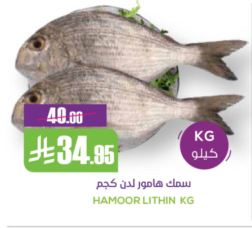 available at Sapt in KSA, Saudi Arabia, Saudi - Buraidah