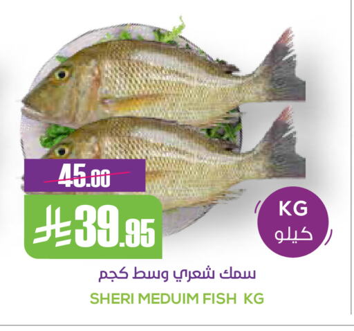 available at Sapt in KSA, Saudi Arabia, Saudi - Buraidah