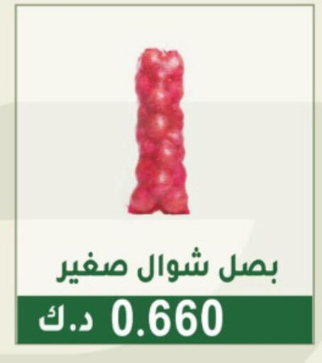 Onion available at Granada Co-operative Association in Kuwait - Jahra Governorate