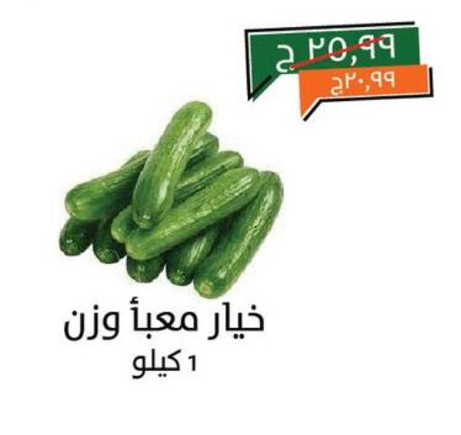 Fresh Vegetables in Kheir Zaman , Egypt Offers - Egypt Cucumber available at Kheir Zaman in Egypt - Cairo