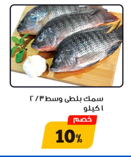 الأسماك الطازجة in أولاد رجب, Egypt Offers - Egypt available at أولاد رجب in Egypt - القاهرة