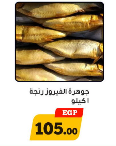 الأسماك الطازجة in أولاد رجب, Egypt Offers - Egypt available at أولاد رجب in Egypt - القاهرة