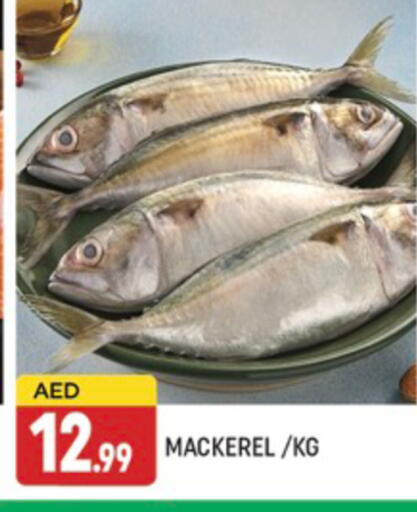 الأسماك الطازجة in المدينة, UAE Offers - الإمارات العربية المتحدة available at المدينة in الإمارات العربية المتحدة , الامارات - دبي