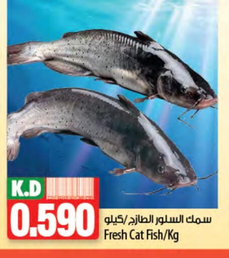 Mango available at Mango Hypermarket  in Kuwait - Ahmadi Governorate