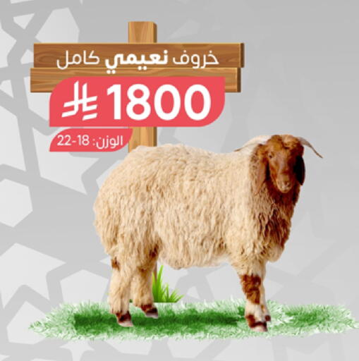 اللحوم الطازجة والمبردة in المزرعة, المملكة العربية السعودية Offers - المملكة العربية السعودية available at المزرعة in مملكة العربية السعودية, السعودية, سعودية - الباحة