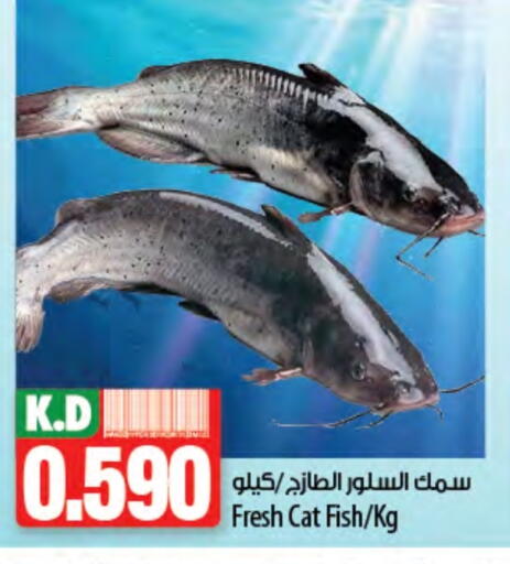 Mango available at Mango Hypermarket  in Kuwait - Ahmadi Governorate