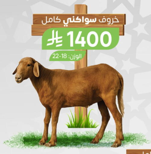 اللحوم الطازجة والمبردة in المزرعة, المملكة العربية السعودية Offers - المملكة العربية السعودية available at المزرعة in مملكة العربية السعودية, السعودية, سعودية - الباحة