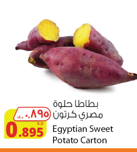 Sweet Potato from Egypt available at Agricultural Food Products Co. in Kuwait - Jahra Governorate