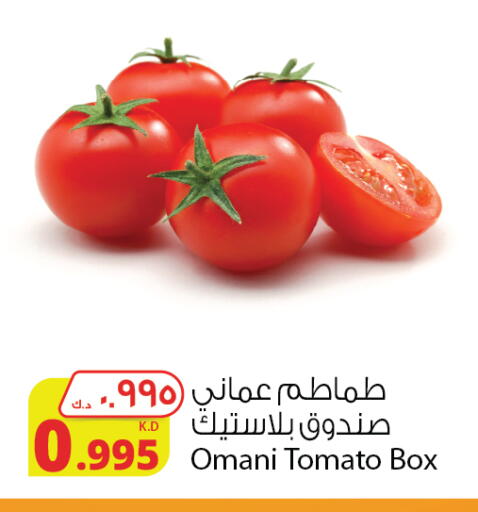Tomato from Oman available at Agricultural Food Products Co. in Kuwait - Ahmadi Governorate