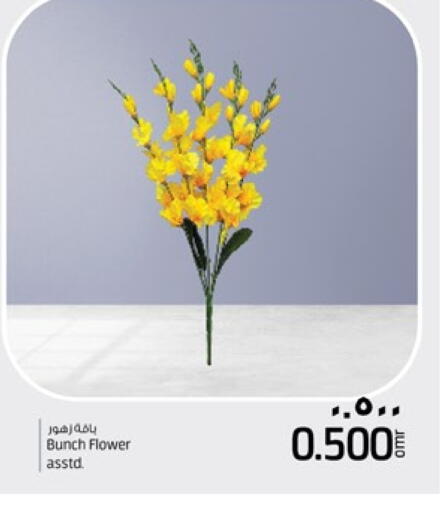 available at نستو هايبر ماركت in عُمان - صلالة