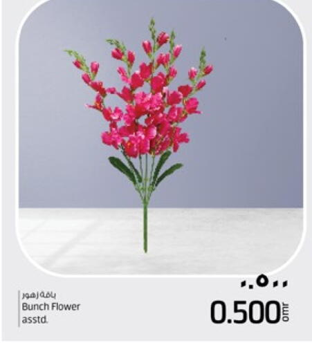 available at نستو هايبر ماركت in عُمان - صلالة