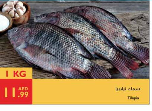 available at Istanbul Supermarket in UAE - Abu Dhabi