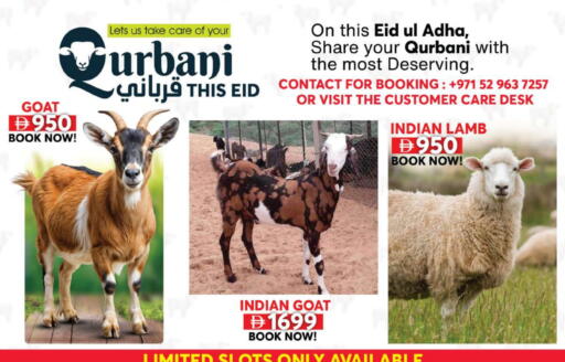 أثاث المنزل in جراند هايبر ماركت, UAE Offers - الإمارات العربية المتحدة available at جراند هايبر ماركت in الإمارات العربية المتحدة , الامارات - الشارقة / عجمان