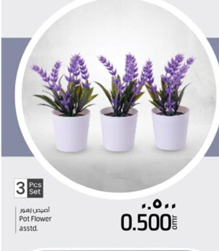 available at نستو هايبر ماركت in عُمان - صلالة