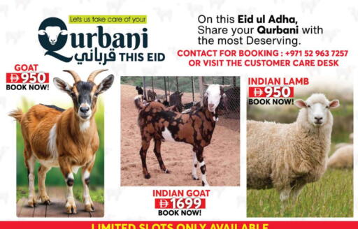 أثاث المنزل in جراند هايبر ماركت, UAE Offers - الإمارات العربية المتحدة available at جراند هايبر ماركت in الإمارات العربية المتحدة , الامارات - الشارقة / عجمان