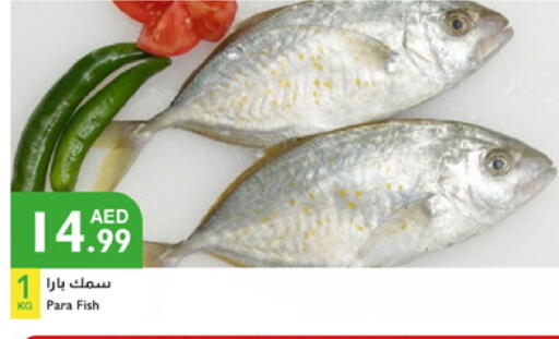 available at Istanbul Supermarket in UAE - Abu Dhabi