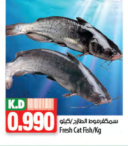 Mango available at Mango Hypermarket  in Kuwait - Ahmadi Governorate
