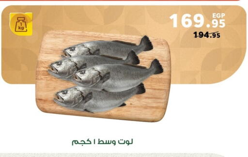 available at بنده in Egypt - القاهرة