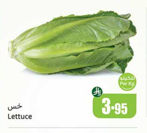 Lettuce available at أسواق عبد الله العثيم in مملكة العربية السعودية, السعودية, سعودية - القنفذة