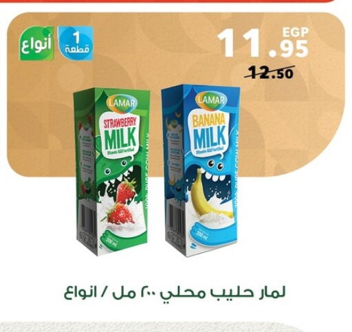Flavoured Milk available at Panda  in Egypt - Cairo