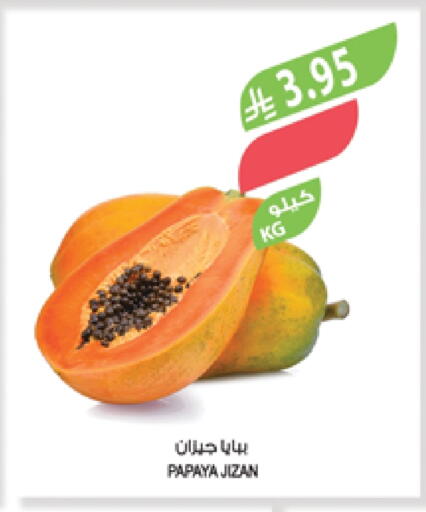 Papaya available at Farm  in KSA, Saudi Arabia, Saudi - Najran