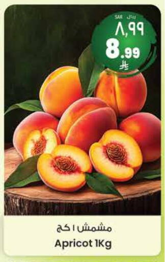 Apricot available at City Flower in KSA, Saudi Arabia, Saudi - Hail