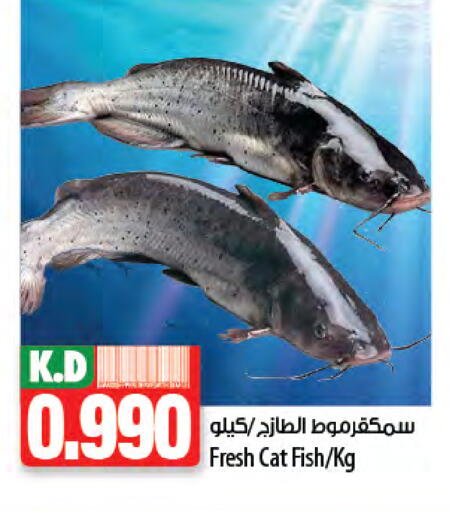 Mango available at Mango Hypermarket  in Kuwait - Ahmadi Governorate