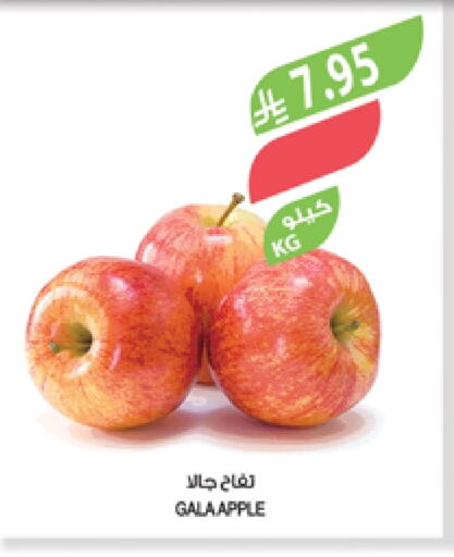 Apples available at Farm  in KSA, Saudi Arabia, Saudi - Najran