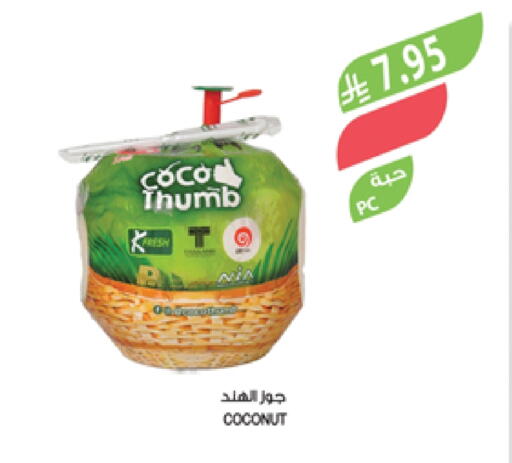 Coconut available at Farm  in KSA, Saudi Arabia, Saudi - Al Hasa