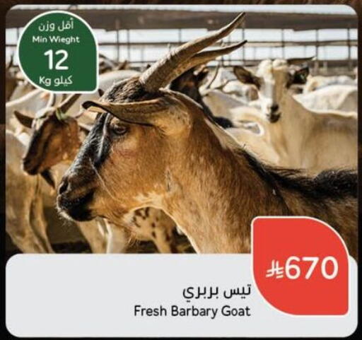 Meat - Fresh & Chilled in Hyper Panda, Saudi Arabia Offers - Saudi Arabia Mutton / Lamb available at Hyper Panda in KSA, Saudi Arabia, Saudi - Hafar Al Batin