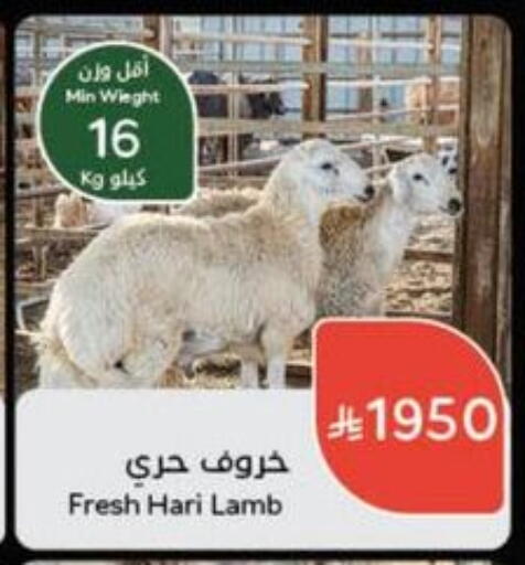 Meat - Fresh & Chilled in Hyper Panda, Saudi Arabia Offers - Saudi Arabia Mutton / Lamb available at Hyper Panda in KSA, Saudi Arabia, Saudi - Hafar Al Batin
