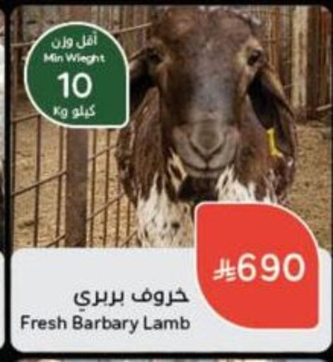 Meat - Fresh & Chilled in Hyper Panda, Saudi Arabia Offers - Saudi Arabia Mutton / Lamb available at Hyper Panda in KSA, Saudi Arabia, Saudi - Hafar Al Batin
