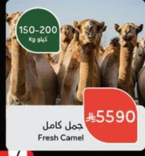 Meat - Fresh & Chilled in Hyper Panda, Saudi Arabia Offers - Saudi Arabia Camel meat available at Hyper Panda in KSA, Saudi Arabia, Saudi - Hafar Al Batin