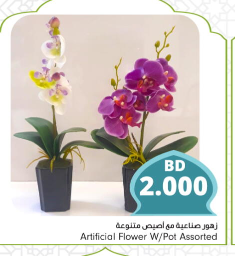 available at Bahrain Pride in Bahrain