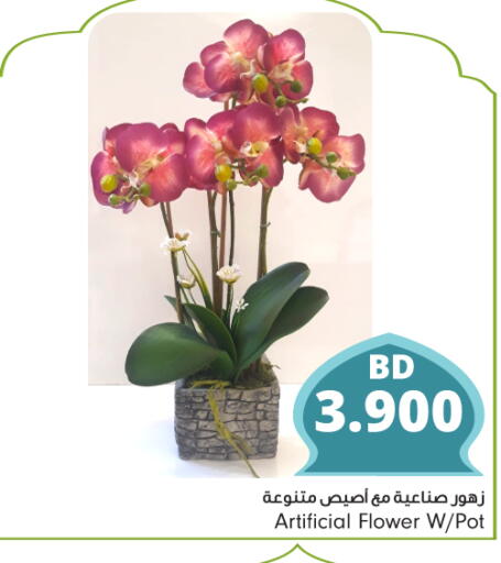 available at Bahrain Pride in Bahrain