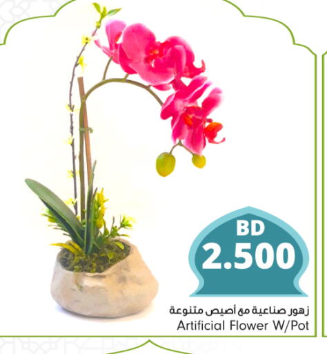 available at Bahrain Pride in Bahrain