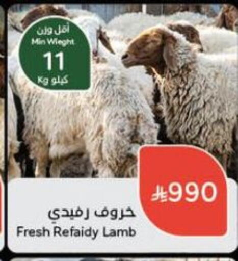 Meat - Fresh & Chilled in Hyper Panda, Saudi Arabia Offers - Saudi Arabia Mutton / Lamb available at Hyper Panda in KSA, Saudi Arabia, Saudi - Hafar Al Batin