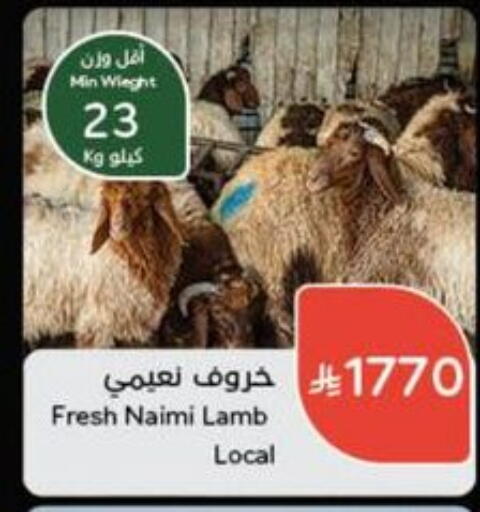 Meat - Fresh & Chilled in Hyper Panda, Saudi Arabia Offers - Saudi Arabia Mutton / Lamb available at Hyper Panda in KSA, Saudi Arabia, Saudi - Hafar Al Batin