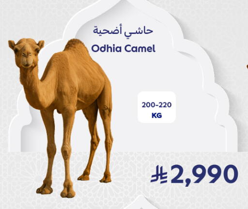 Camel meat available at Carrefour in KSA, Saudi Arabia, Saudi - Medina