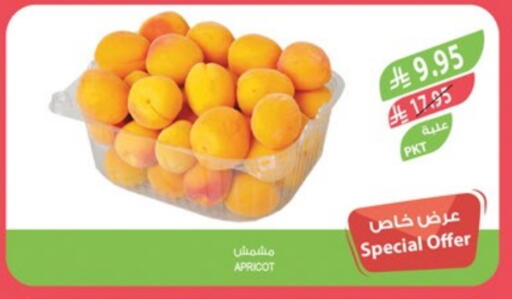 Fresh Fruits in Farm , Saudi Arabia Offers - Saudi Arabia Apricot available at Farm in KSA, Saudi Arabia, Saudi - Qatif