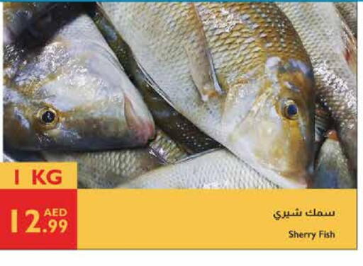 available at Istanbul Supermarket in UAE - Abu Dhabi