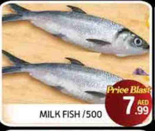 available at FOODZONE SUPERMARKET in UAE - Fujairah