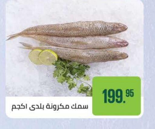 available at Seoudi Supermarket in Egypt - Cairo